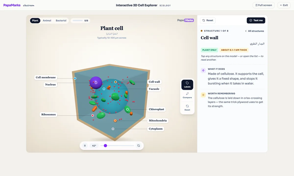 Interactive 3D plant cell model with labelled organelles