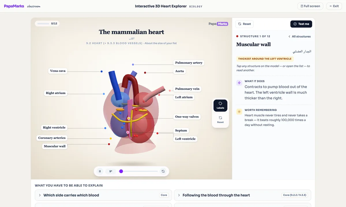 Interactive 3D model of the mammalian heart with bilingual English and Arabic structure labels and a syllabus panel