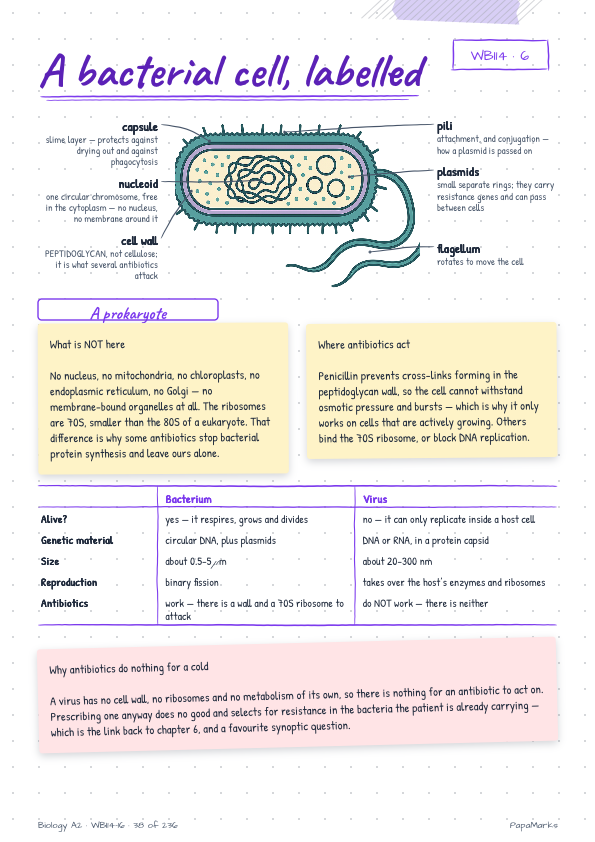 Sample page 3 of Biology A2 — WBI14, WBI15, WBI16