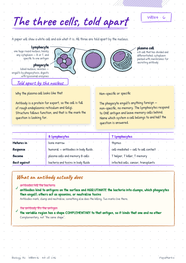 Sample page 4 of Biology A2 — WBI14, WBI15, WBI16